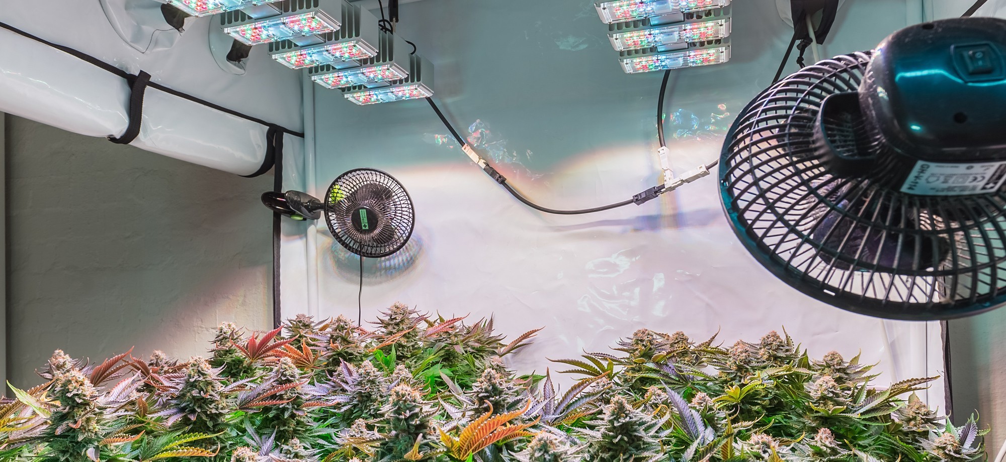 GrowBox