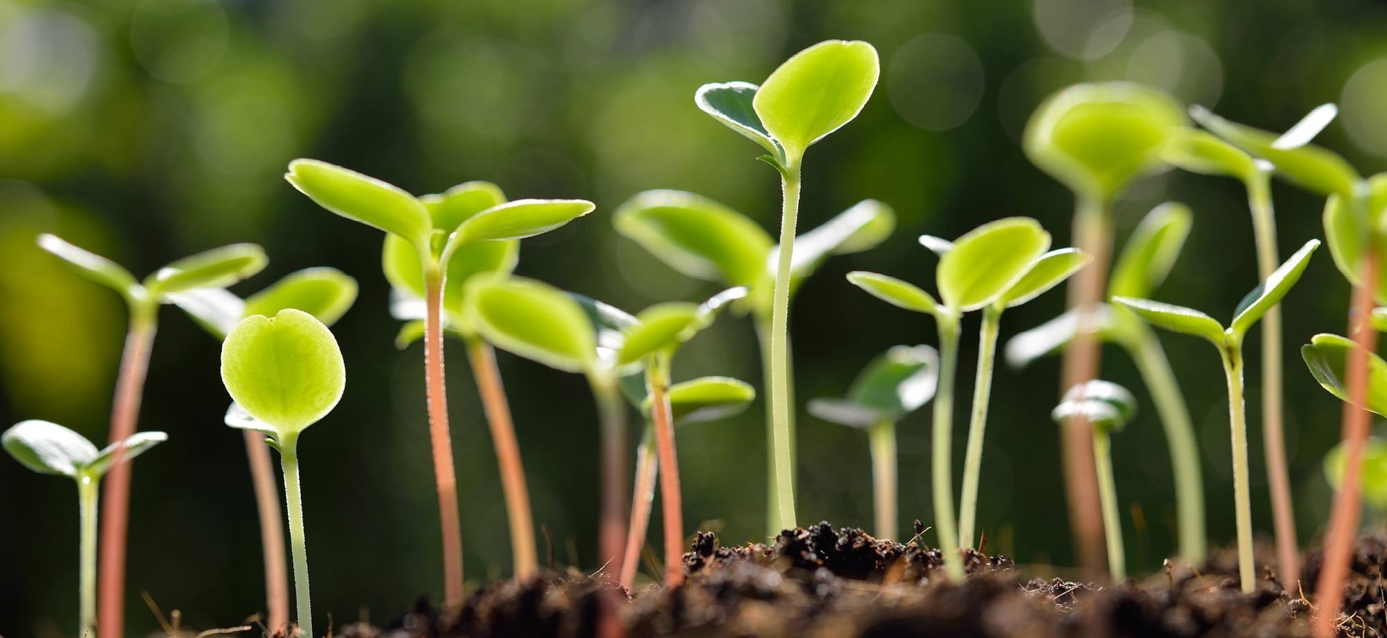 Germination and Curing