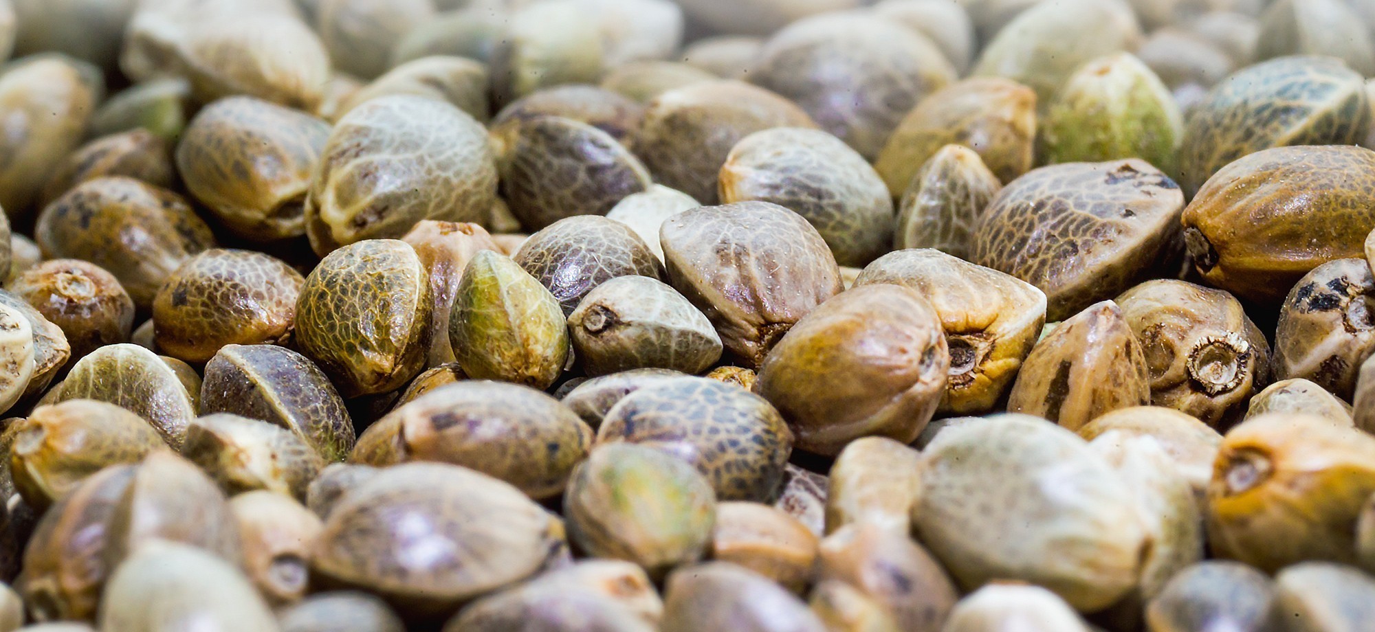 Seeds