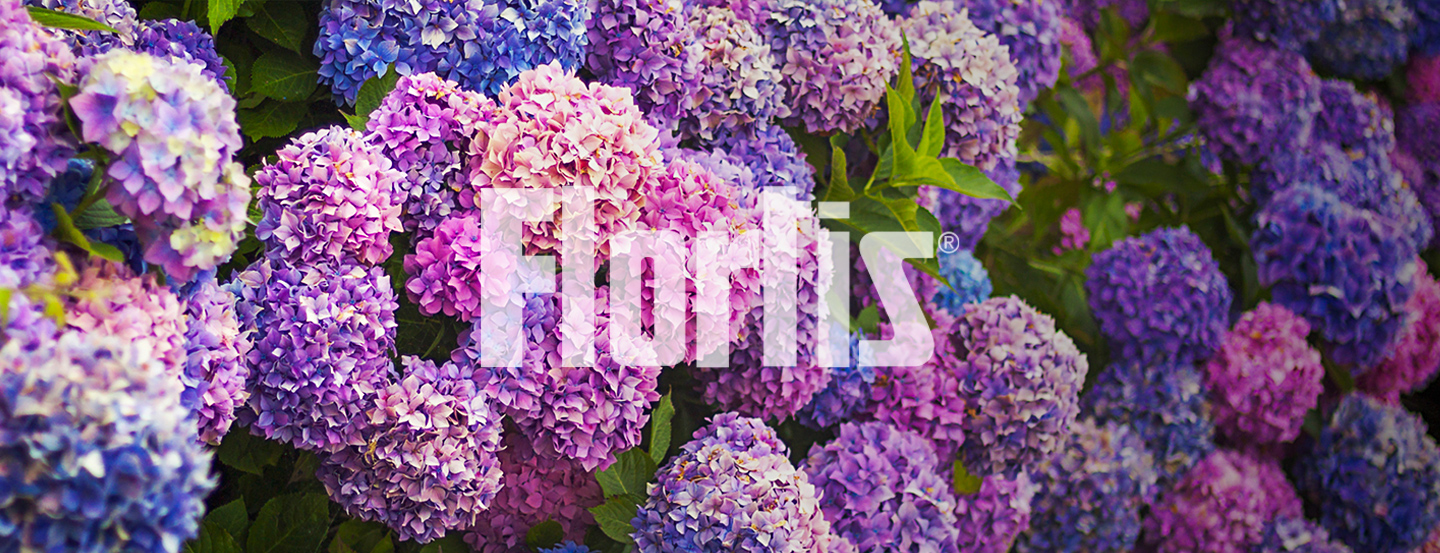 Flortis