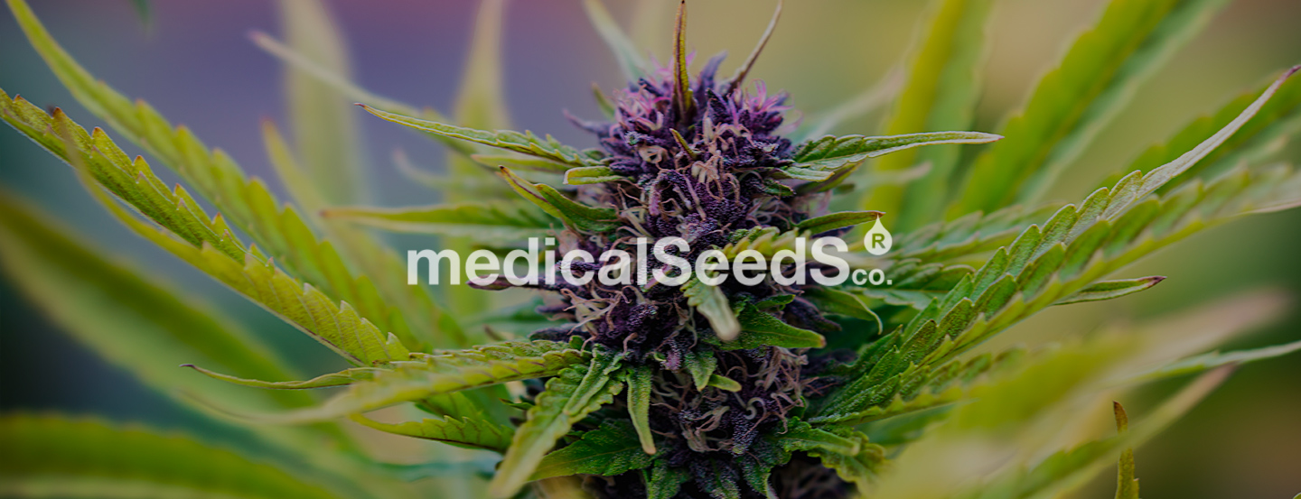 MedicalSeedS